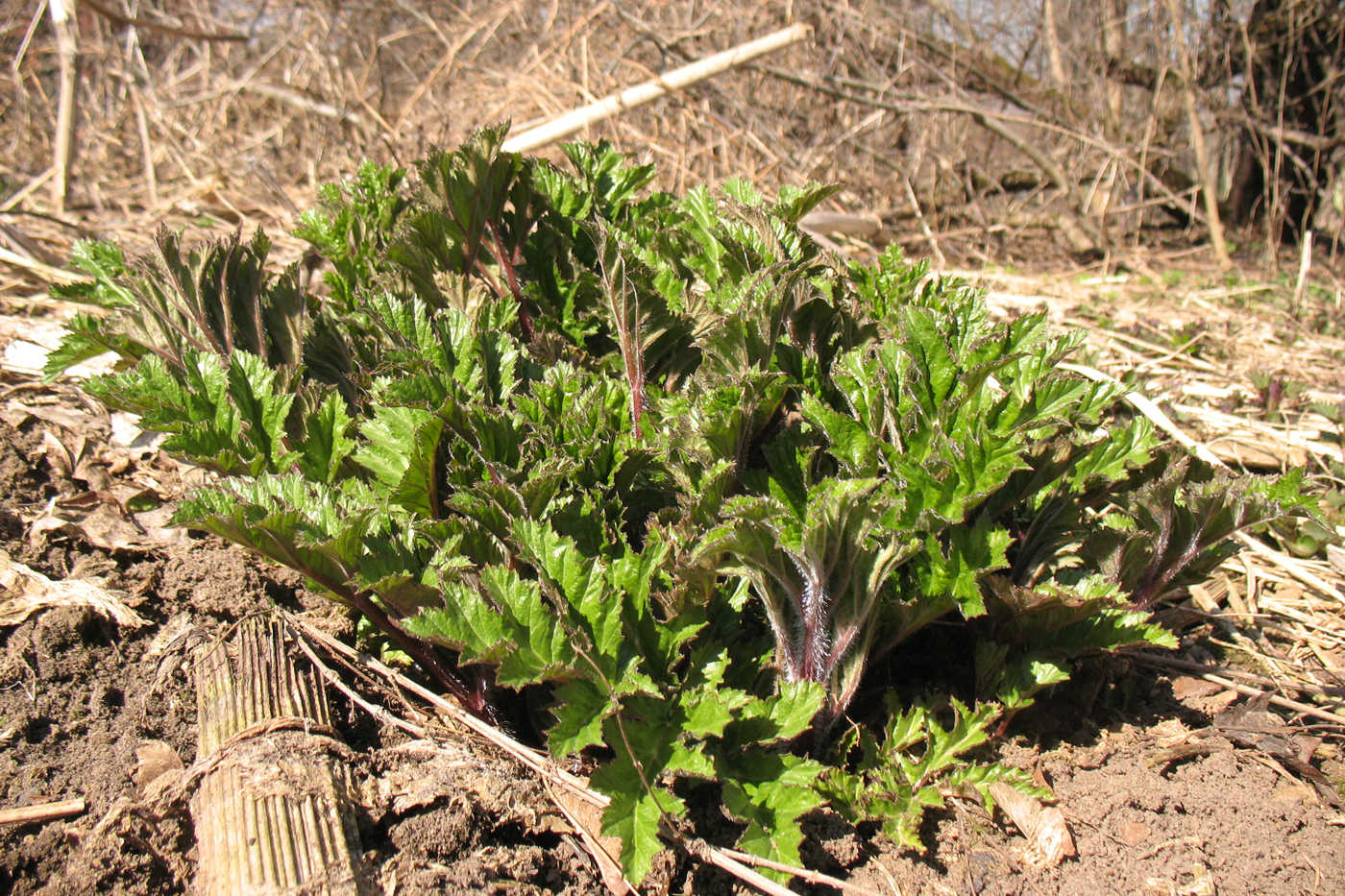 Image of Heracleum sosnowskyi specimen.