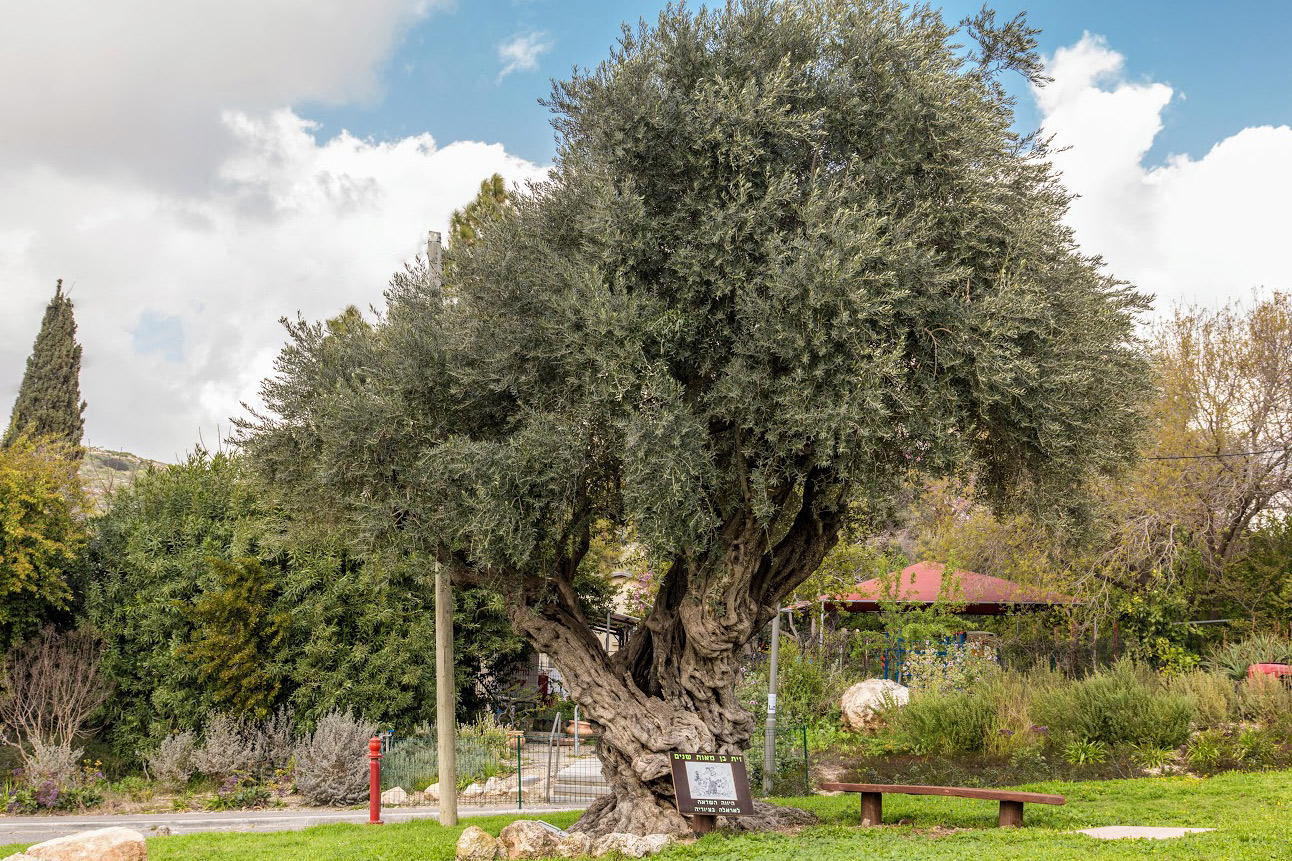 Image of Olea europaea specimen.