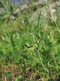 Vicia lathyroides