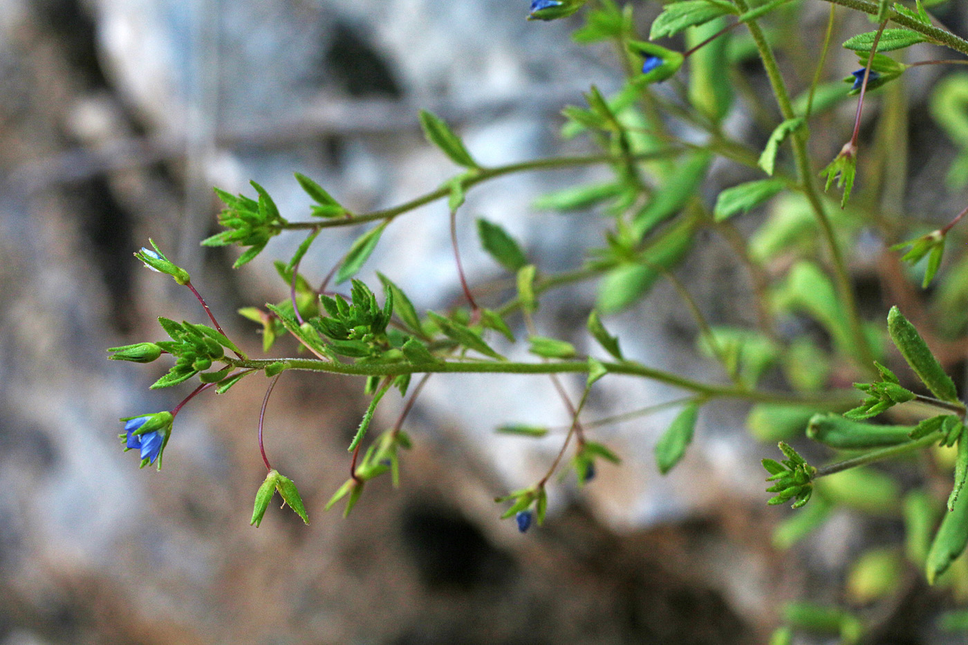 Image of Veronica capillipes specimen.