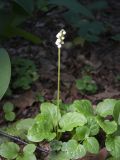 Pyrola minor