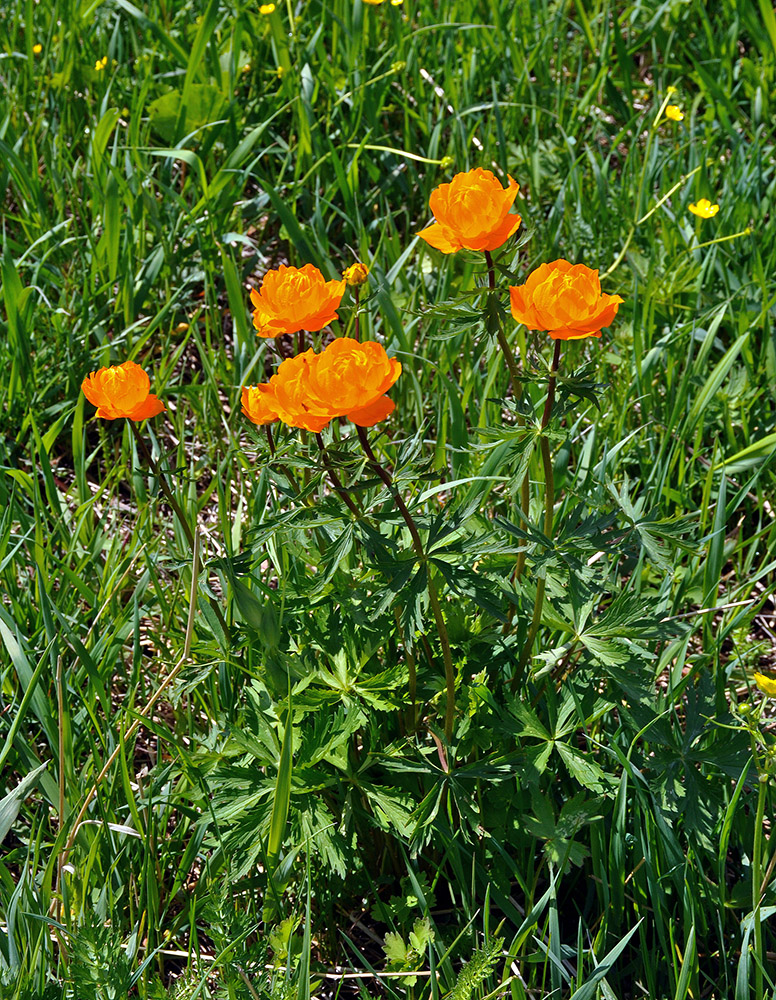 Изображение особи Trollius asiaticus.
