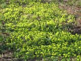 Chrysosplenium alternifolium