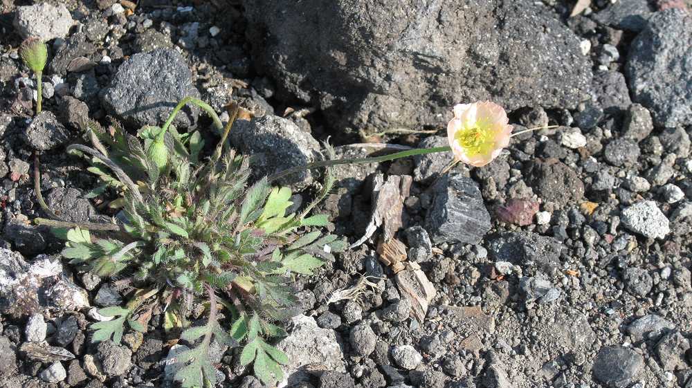 Изображение особи Papaver alboroseum.