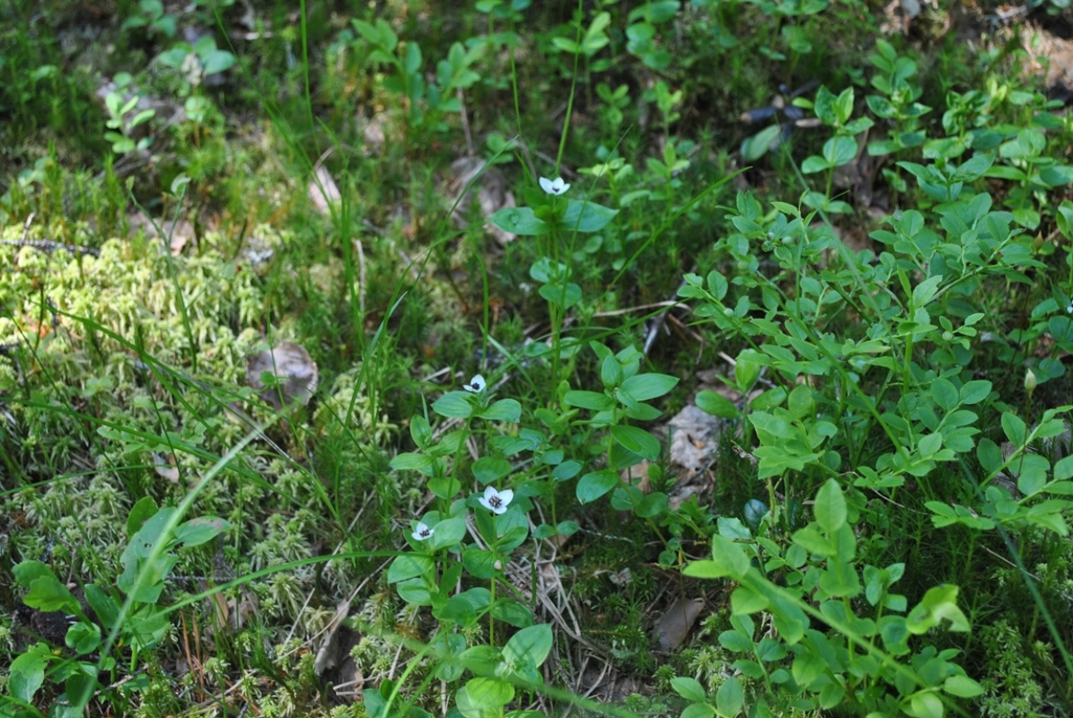 Изображение особи Chamaepericlymenum suecicum.