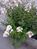 Saponaria form pleniflora