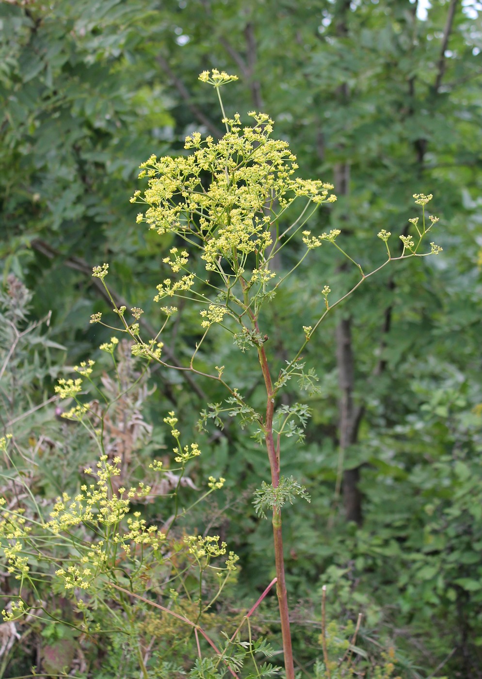 Изображение особи Xanthoselinum alsaticum.