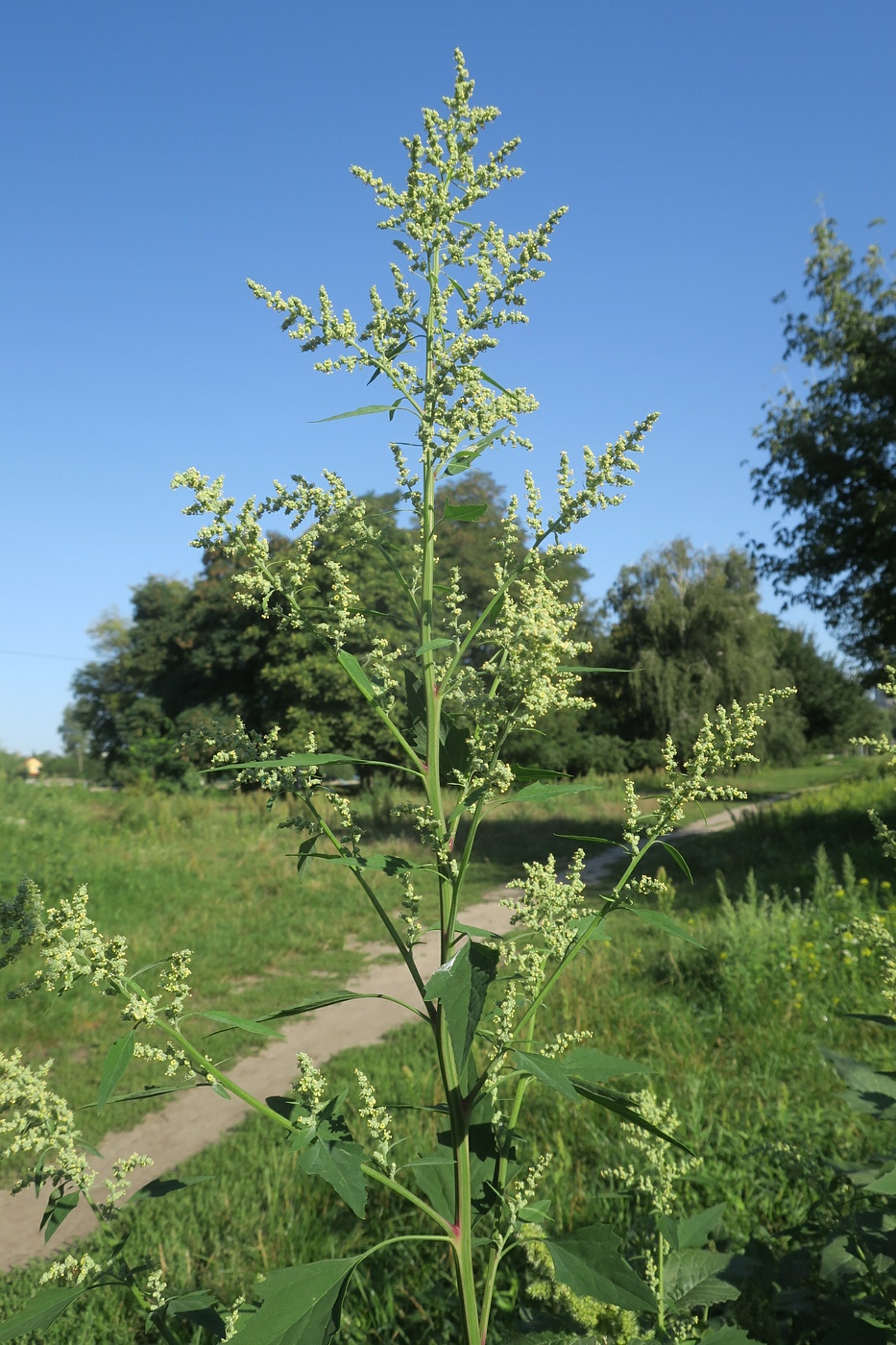 Изображение особи Chenopodium album.