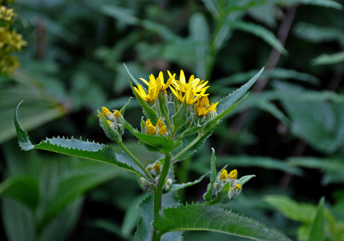 Изображение особи Senecio nemorensis.