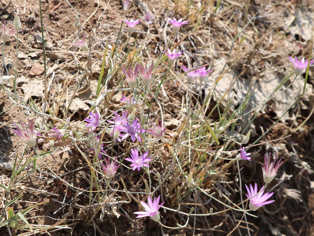 Image of Xeranthemum squarrosum specimen.