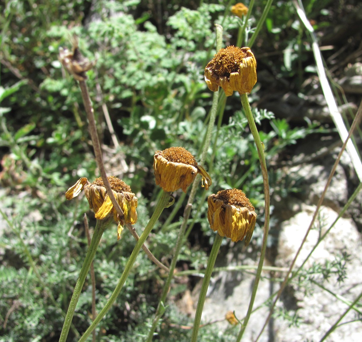 Изображение особи Anthemis marschalliana.