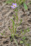 Spergularia rubra