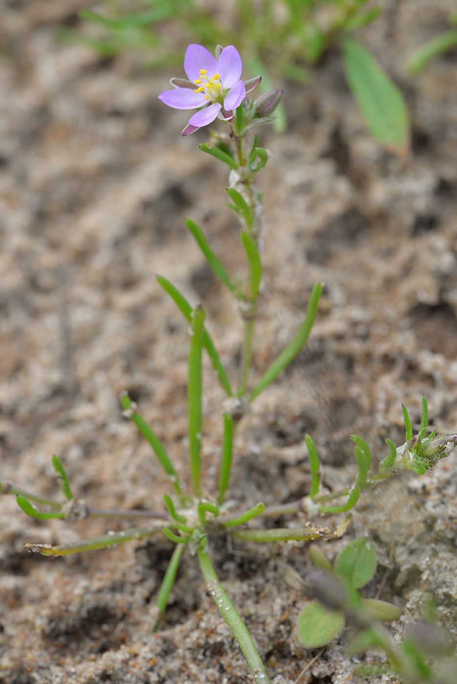 Image of Spergularia rubra specimen.