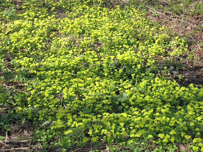Image of Chrysosplenium alternifolium specimen.