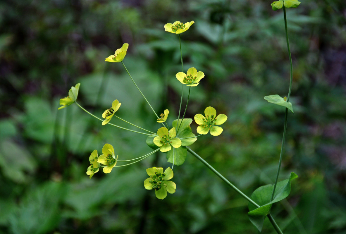 Изображение особи Bupleurum longifolium ssp. aureum.