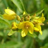 Lysimachia vulgaris