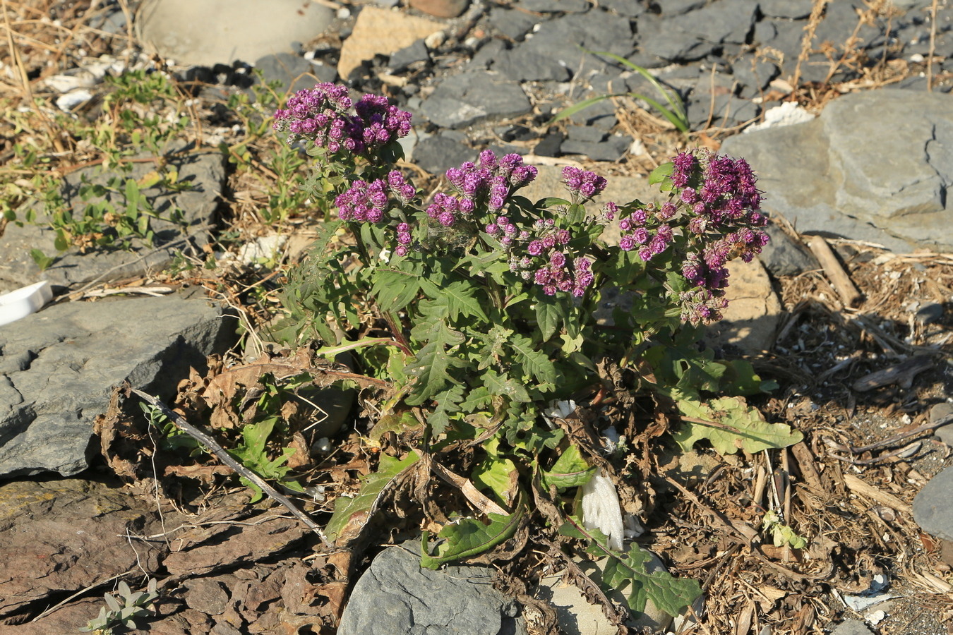 Image of Saussurea pulchella specimen.