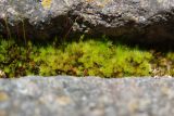 Bryum caespiticium. Вегетирующие растения. Санкт-Петербург, Пушкинский р-н, Екатерининский парк, в щели между гранитными плитами пирамиды. 15.04.2019.
