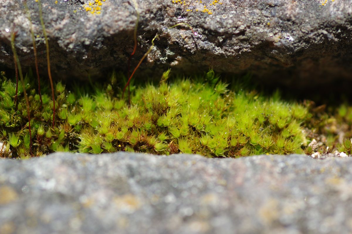 Изображение особи Bryum caespiticium.