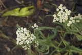 Achillea camtschatica. Верхушки цветущих побегов. Сахалинская обл., Охинский р-н, п-ов Шмидта, берег Сахалинского залива. 21.07.2017.