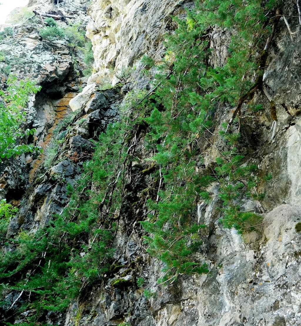 Image of Juniperus sabina specimen.