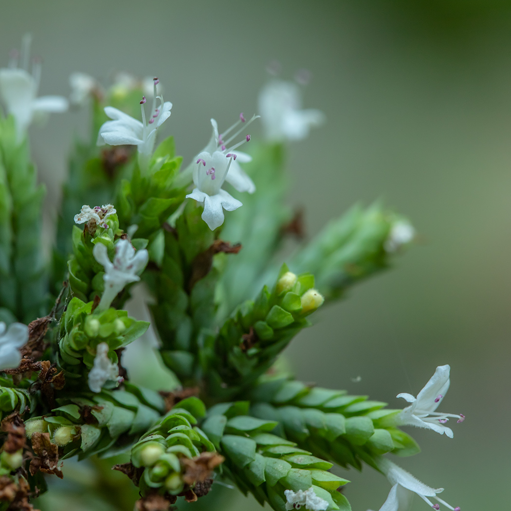 Image of Origanum vulgare ssp. viride specimen.