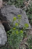 род Euphorbia. Цветущее растение. Грузия, Самцхе-Джавахети, окр. монастыря Такветула, левый берег р. Куры. 02.05.2019.