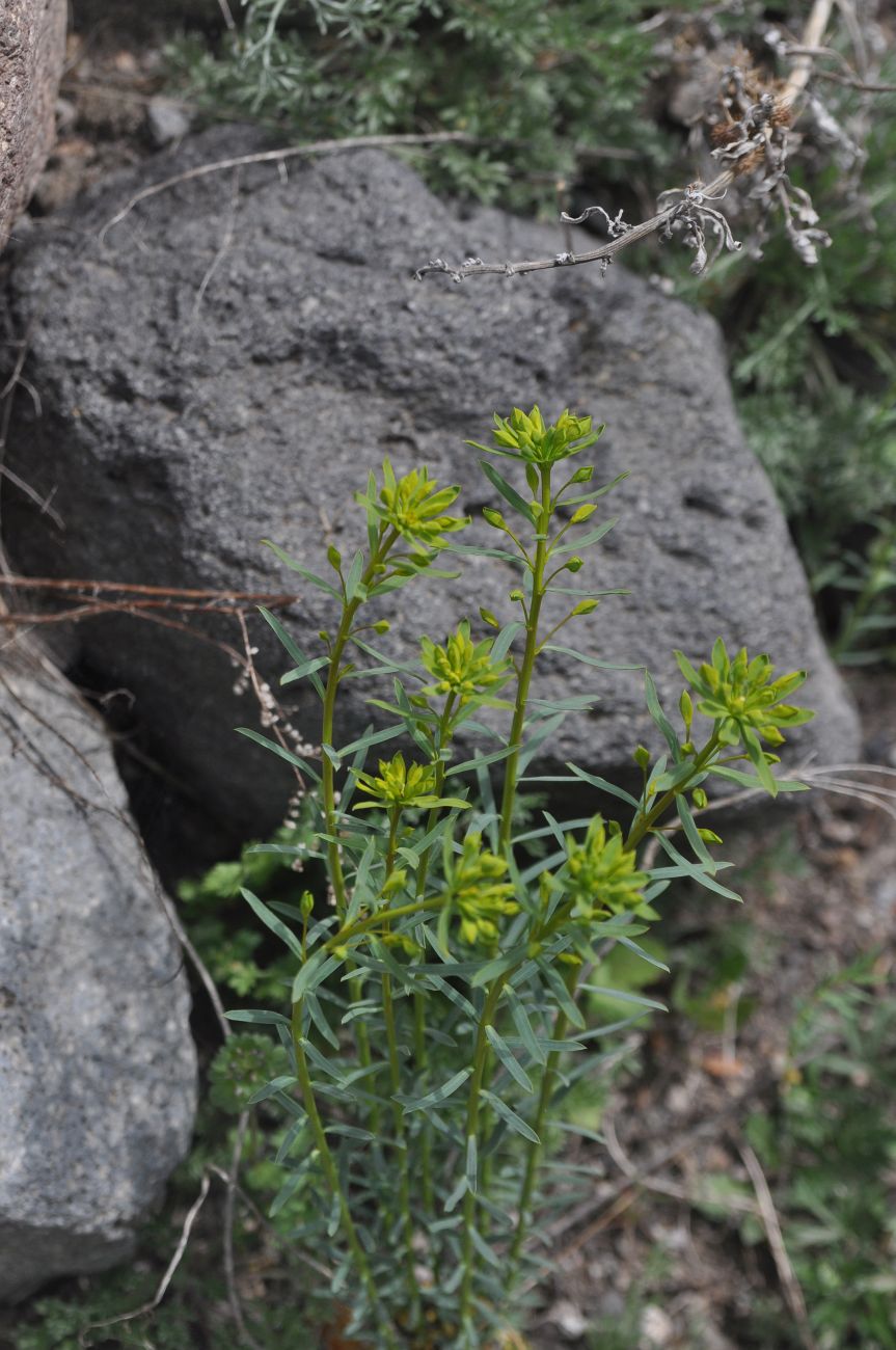 Image of genus Euphorbia specimen.