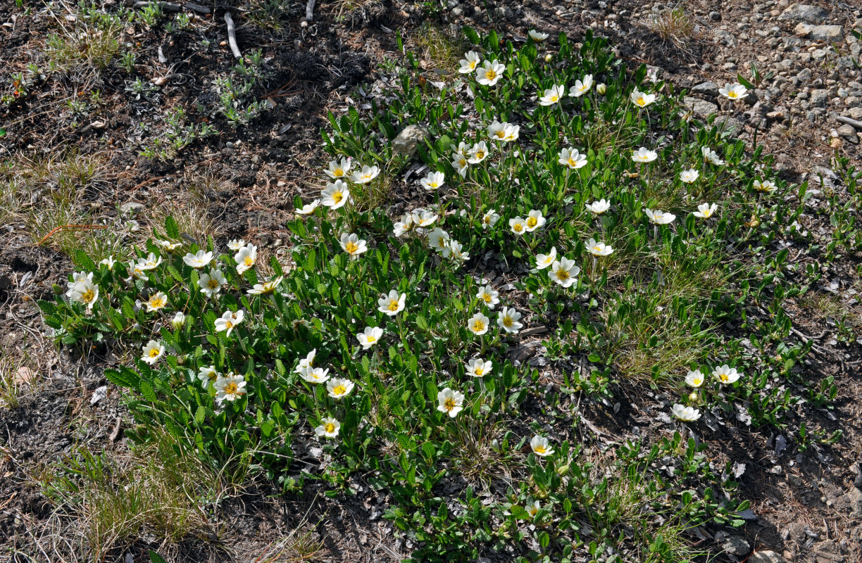 Изображение особи Dryas oxyodonta.