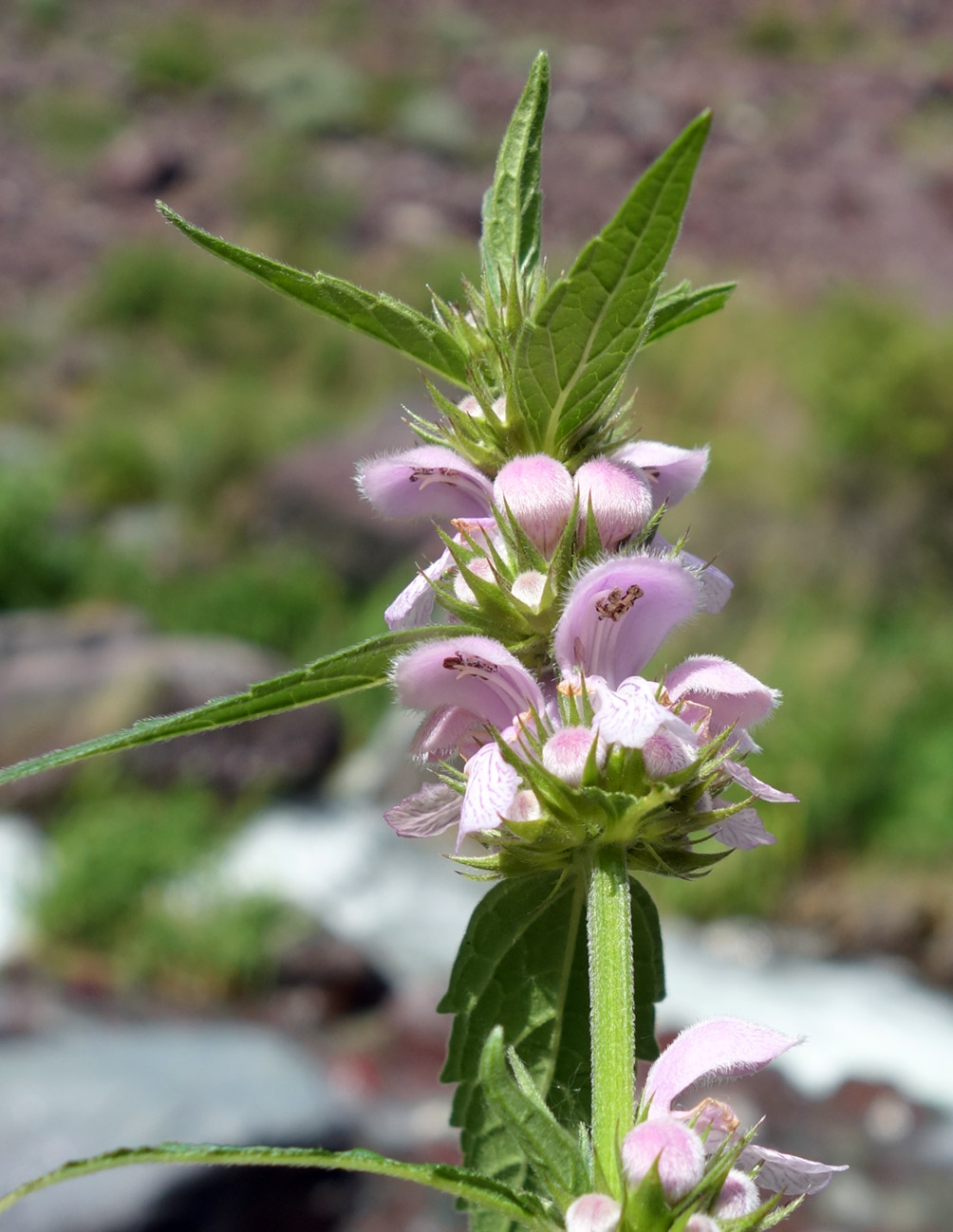 Изображение особи Stachyopsis oblongata.