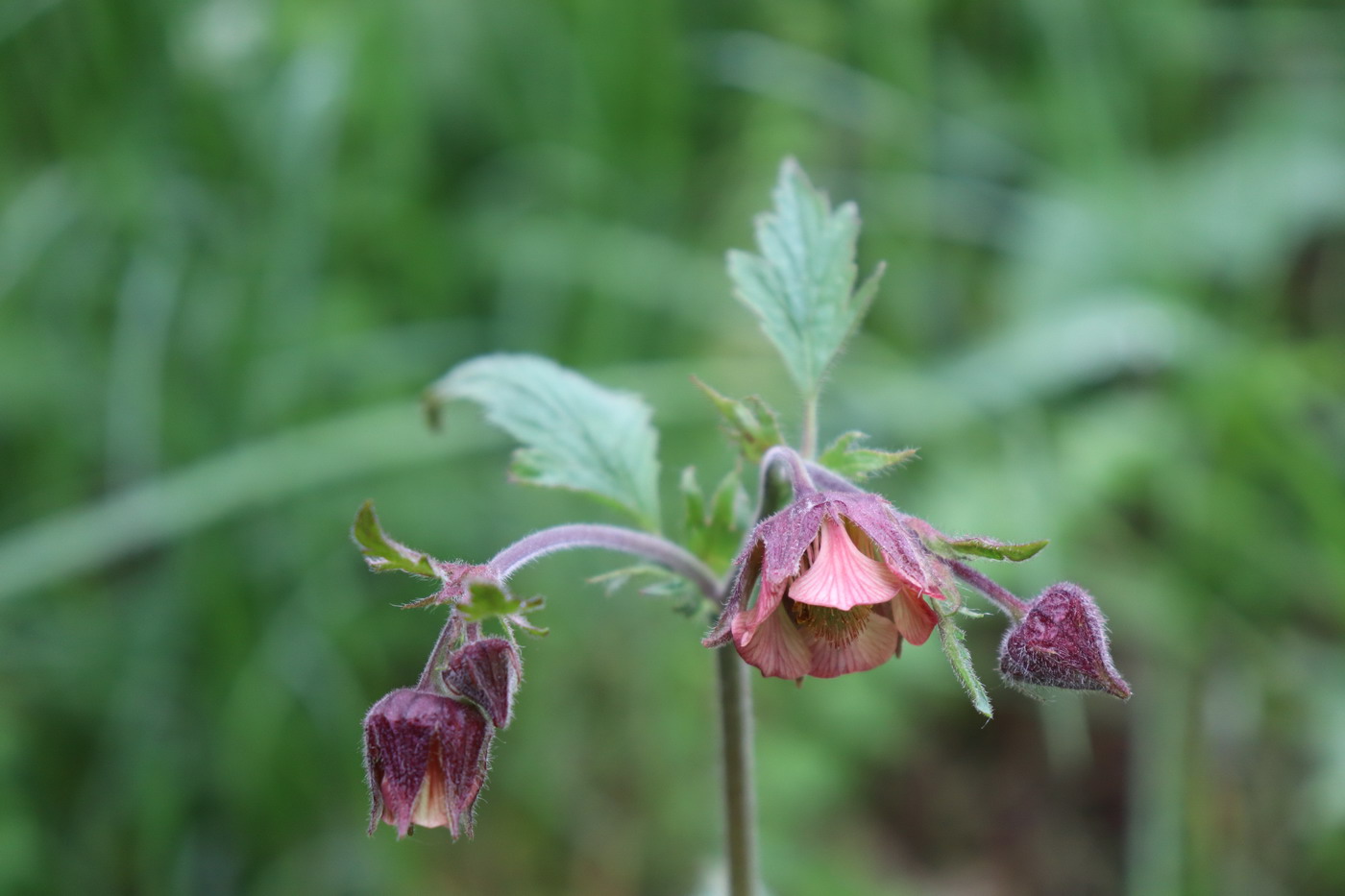 Изображение особи Geum rivale.