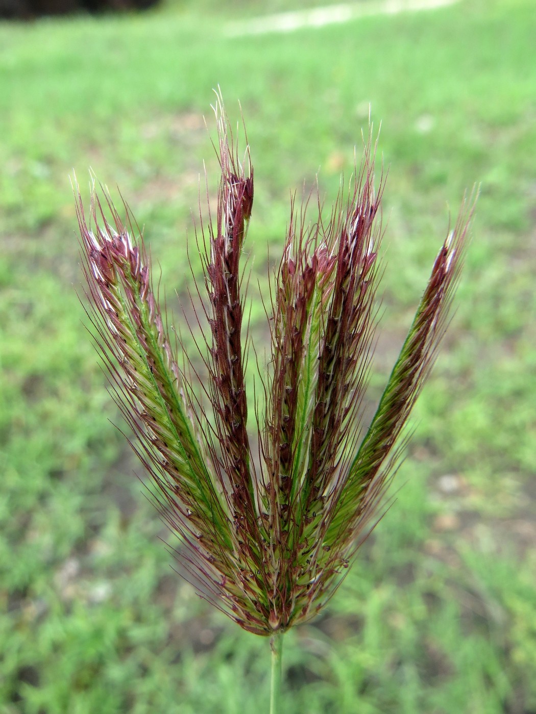 Image of Chloris virgata specimen.