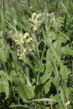 Pedicularis tristis. Соцветие среди листьев Dracocephalum grandiflorum. Республика Алтай, Усть-Коксинский р-н, долина р. Мульта, склон горы Михайловка, ≈ 2400 м н.у.м., альпийский луг. 08.07.2019.