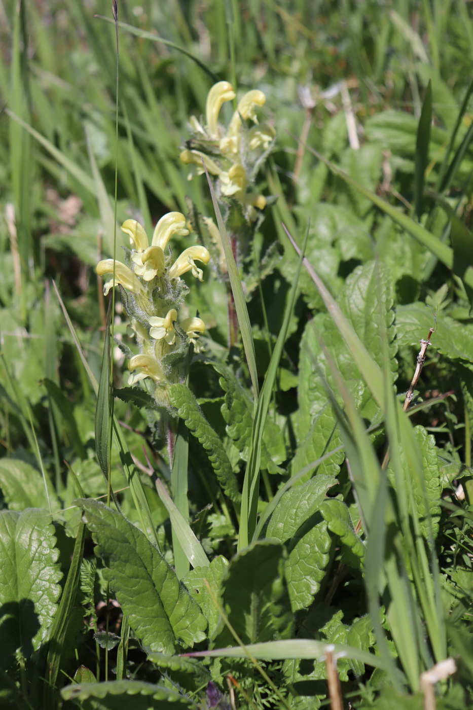 Image of Pedicularis tristis specimen.