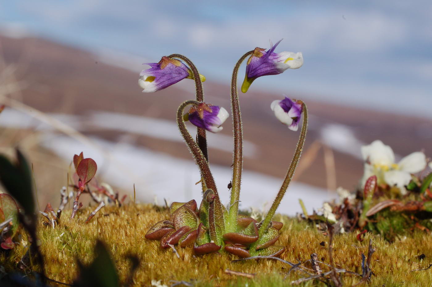 Изображение особи Pinguicula spathulata.