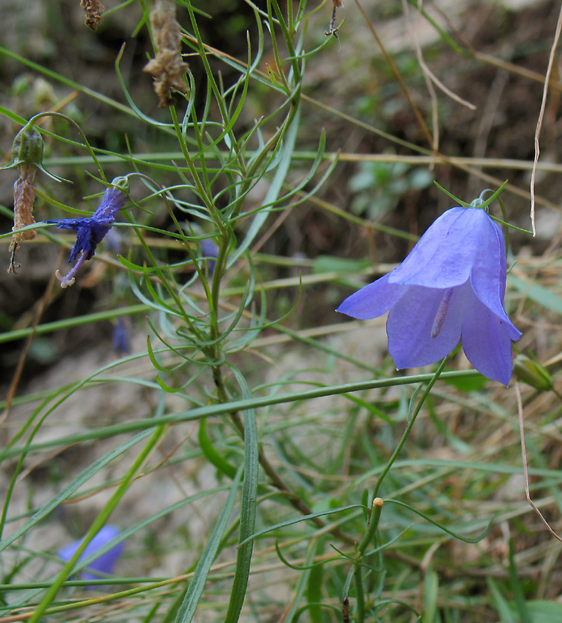 Image of Campanula rotundifolia specimen.