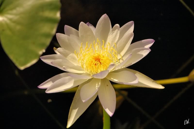 Image of genus Nymphaea specimen.