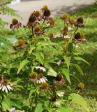 Echinacea purpurea