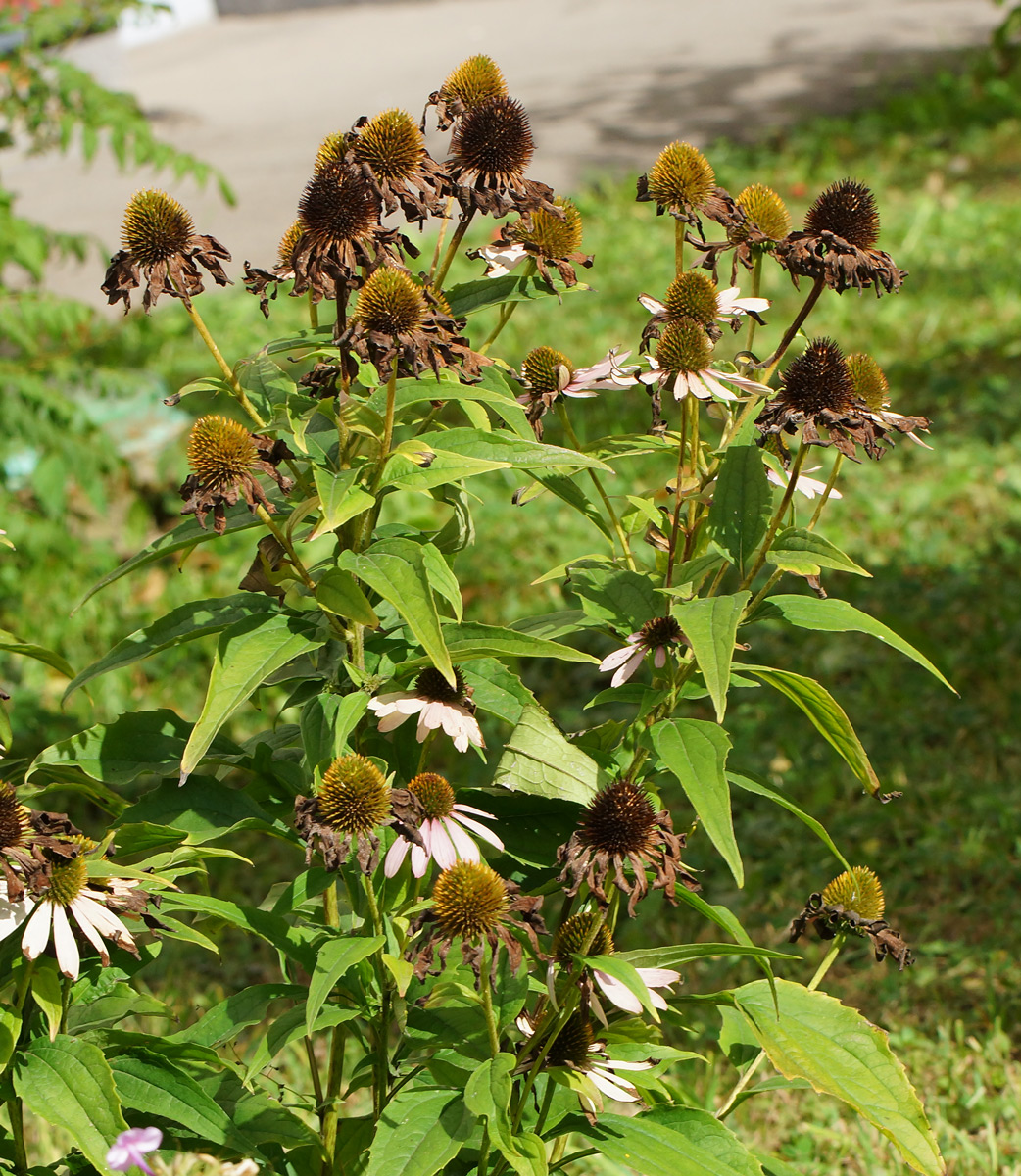 Изображение особи Echinacea purpurea.