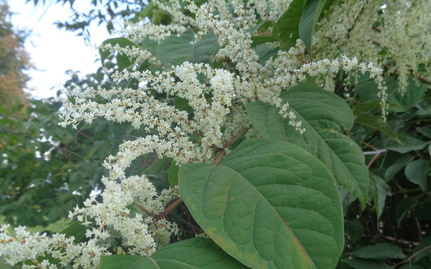 Изображение особи Reynoutria japonica.