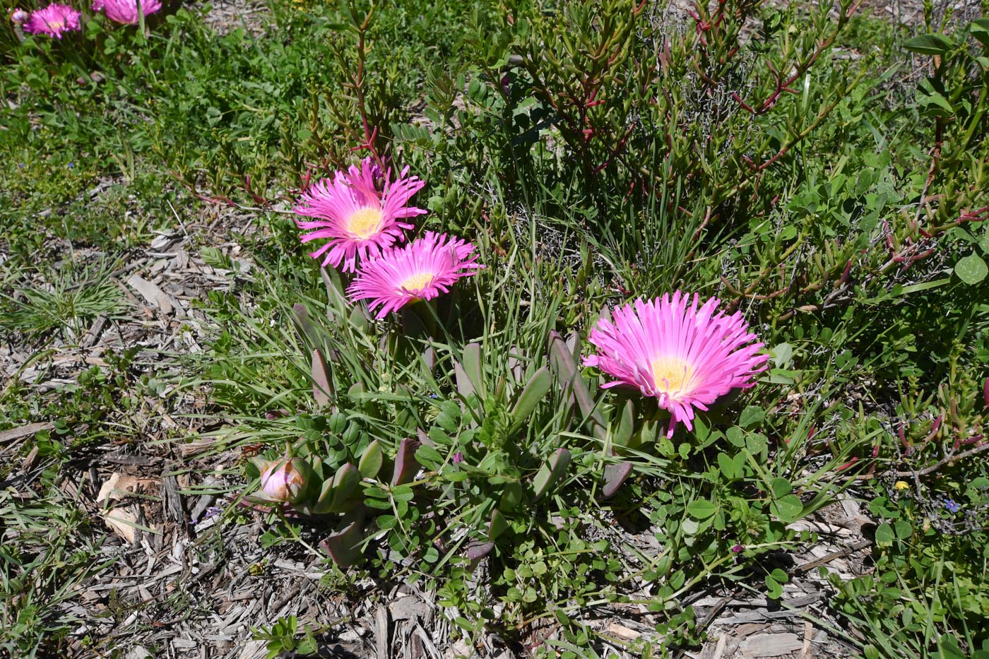 Изображение особи Carpobrotus quadrifidus.