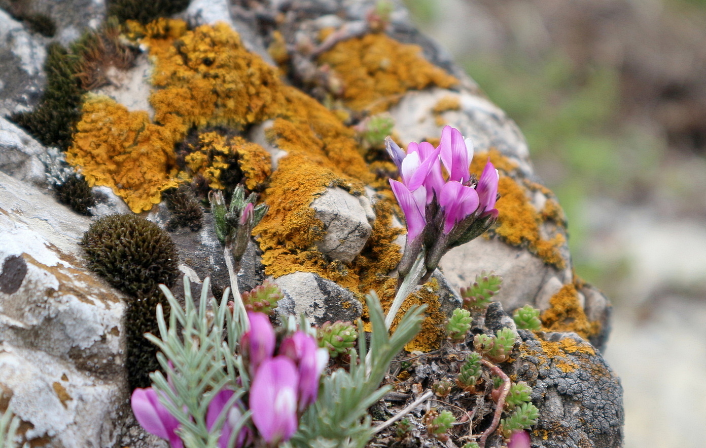 Изображение особи Astragalus subuliformis.