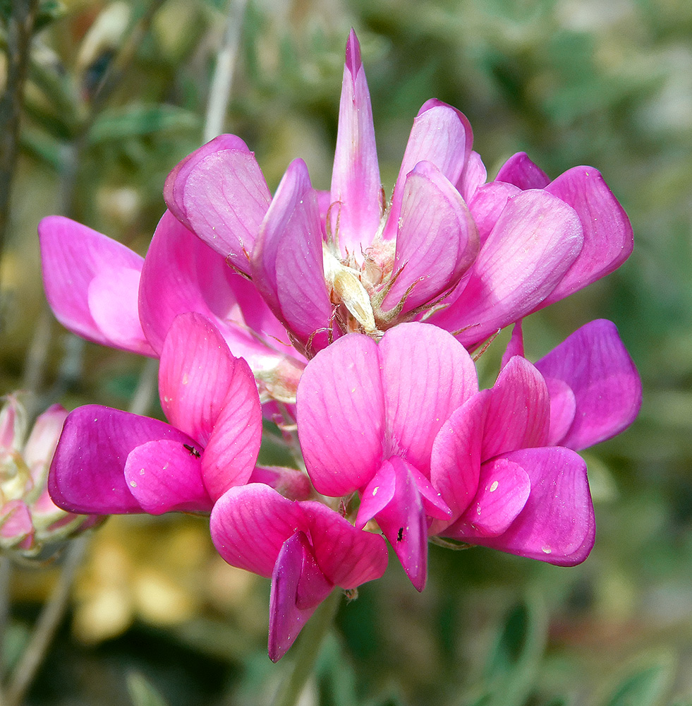 Image of Hedysarum tauricum specimen.