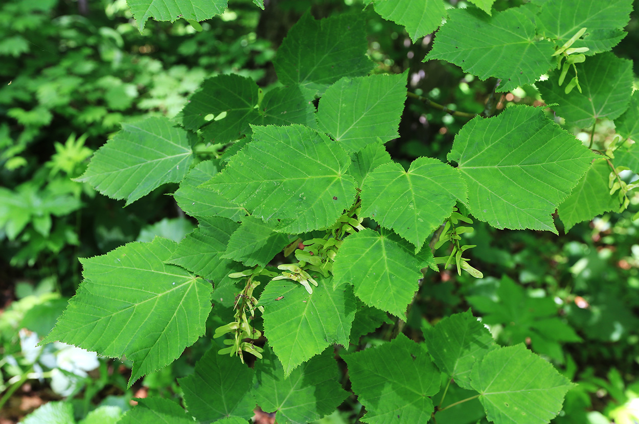 Image of Acer tegmentosum specimen.