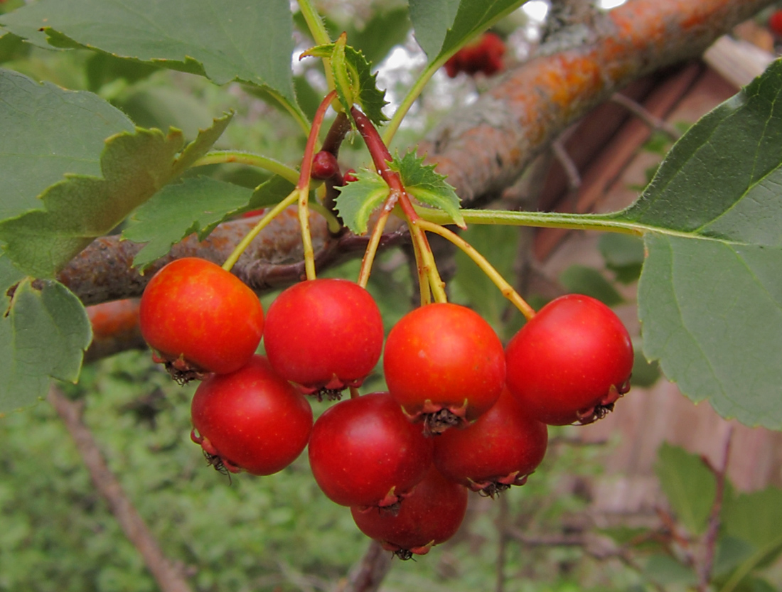 Изображение особи род Crataegus.