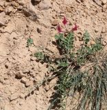 Astragalus prilipkoanus