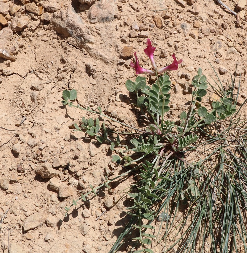 Изображение особи Astragalus prilipkoanus.