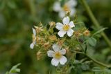 Rosa beggeriana