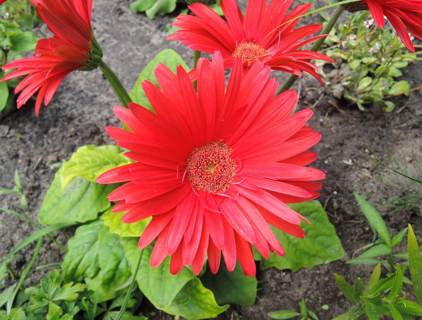 Image of Gerbera jamesonii specimen.