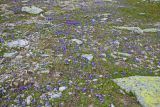 Campanula biebersteiniana